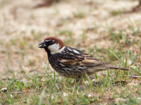 Yotvata - North Circular Field